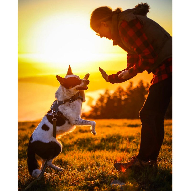 @Cloudship_ahs: High five with #bowiethedog.