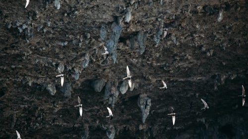 White-collared swifts fly out of Hoya De Gua Guas. Not unlike Sotano De Las Golondrinas, thousands of the birds use holes in the walls of these gigantic limestone shafts to hide their nests. Predators wait on the edge of the pit to hunt the birds, so they fly out very quickly. In the morning the swifts gather in large swarms, ascending the cave in a slow-moving circular motion before jetting straight out of the cave at speeds up to 62 mph. The sound of the birds combined with the echo of the gigantic sinkhole attracts tourists that come to sit near the entrance and watch.