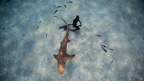 Eusebio kneels beneath the belly of a lemon shark. We never take our eyes off any of the sharks while in the water and have to be aware of any change in behavior or mood in case it was time to retreat to the boat.