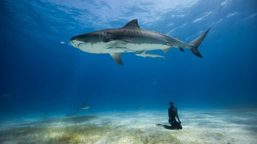 This image represents an incredible week-long expedition freediving with the tiger sharks of the Bahamas. As freedivers, marine life tend to be far more curious of you without the noise of scuba equipment, however some tigers were bolder than others. This particular tiger was quite timid and it required a lengthy breath-hold and avoidance of eye contact to allow her to choose to encircle us with curiosity.