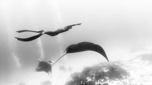For this image, Christina teamed up with freediver Monica Ganame to swim above a black manta of Raja Ampat, Indonesia. These animals have mercurial behaviors, sometimes curious and other times timid. As with all underwater animals you must allow them to come to you. Mantas are always mysterious, appearing and disappearing with a small yet powerful sweep of their wings.
