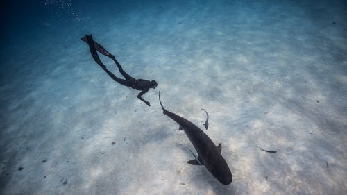 Eusebio and a tiger shark on the sandy shallows of Tiger Beach. These tigers ranged from 11 to 14 feet in length and some days we were surrounded by up to six tigers at once. It takes experience, knowledge, and constant awareness to freedive with any type of shark. Ultimately sharks are apex predators and we have entered their environment knowing and accepting that there are risks.