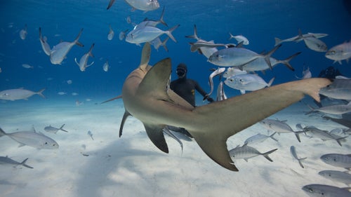 Eusebio faces off with a lemon shark using eye contact and a 鈥榮hark deterrent device鈥, which is basically a PVC pipe one meter in length. It鈥檚 not used to harm the shark in anyway, however to be placed between your body and the shark should they come in for an investigative bump as sharks use their mouths much like we use our hands.
