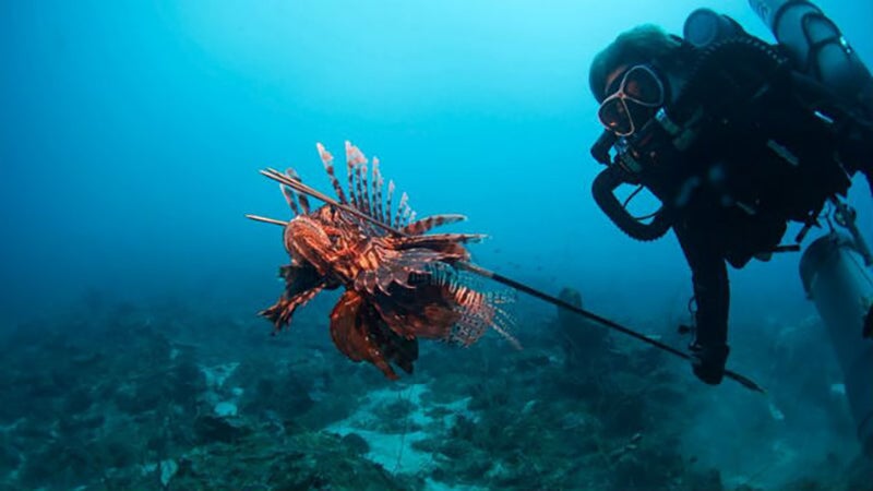 Laurel C. Allen spears a fat lionfish in the Caribbean.