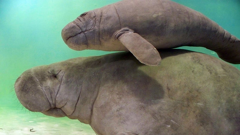 A manatee calf rides along with his mother.