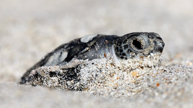 A green turtle hatches at Florida's Archie Carr National Wildlife Refuge. Any border wall would cut through many such protected areas.