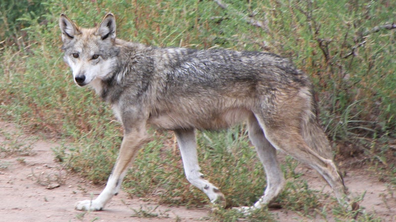 The Mexican Gray Wolf remains the most endangered subspecies of wolf in the world.
