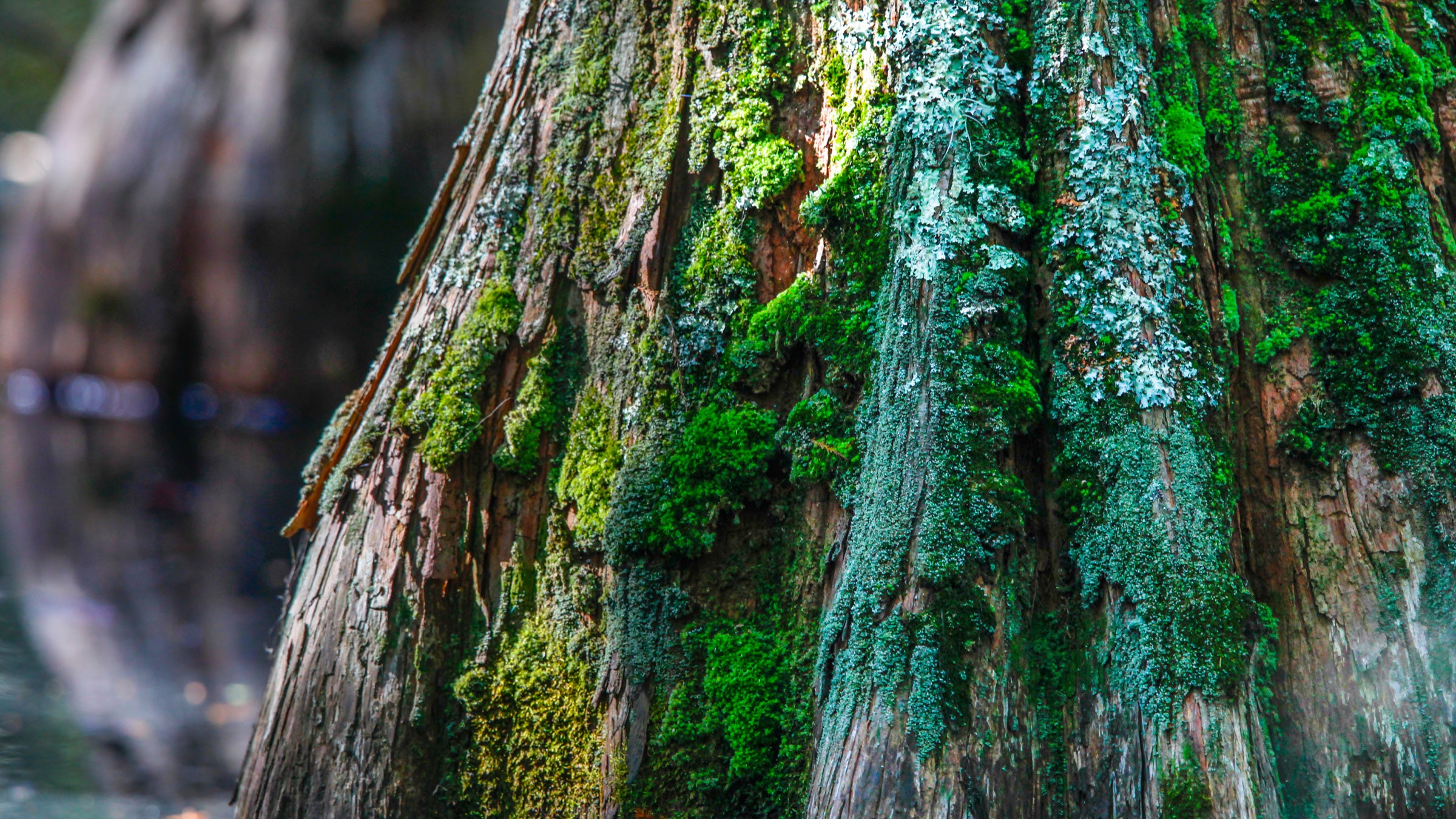 Surveys of Portland's moss revealed the city's air pollution problem.