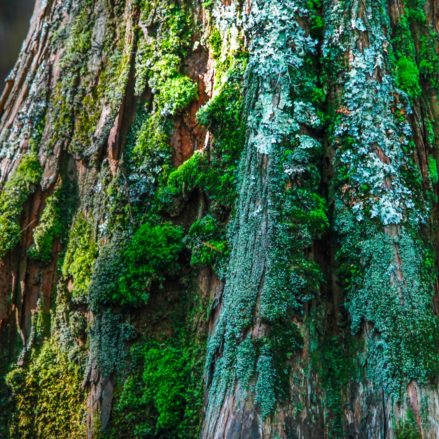 Surveys of Portland's moss revealed the city's air pollution problem.