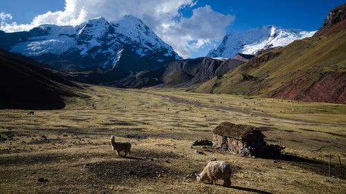 A typical mud and brick home of a local farmer near 14,700 feet. FlashpackerConnect has also joined forces with Abel Edy Quillahuaman, a Peruvian who has been in the guiding business for 15 years. A portion of their profits goes back to the community to support farmers in the area.
