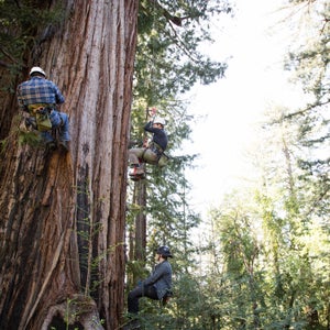 Once a year, Tim Kovar takes small groups up Grandfather, as this redwood is known.