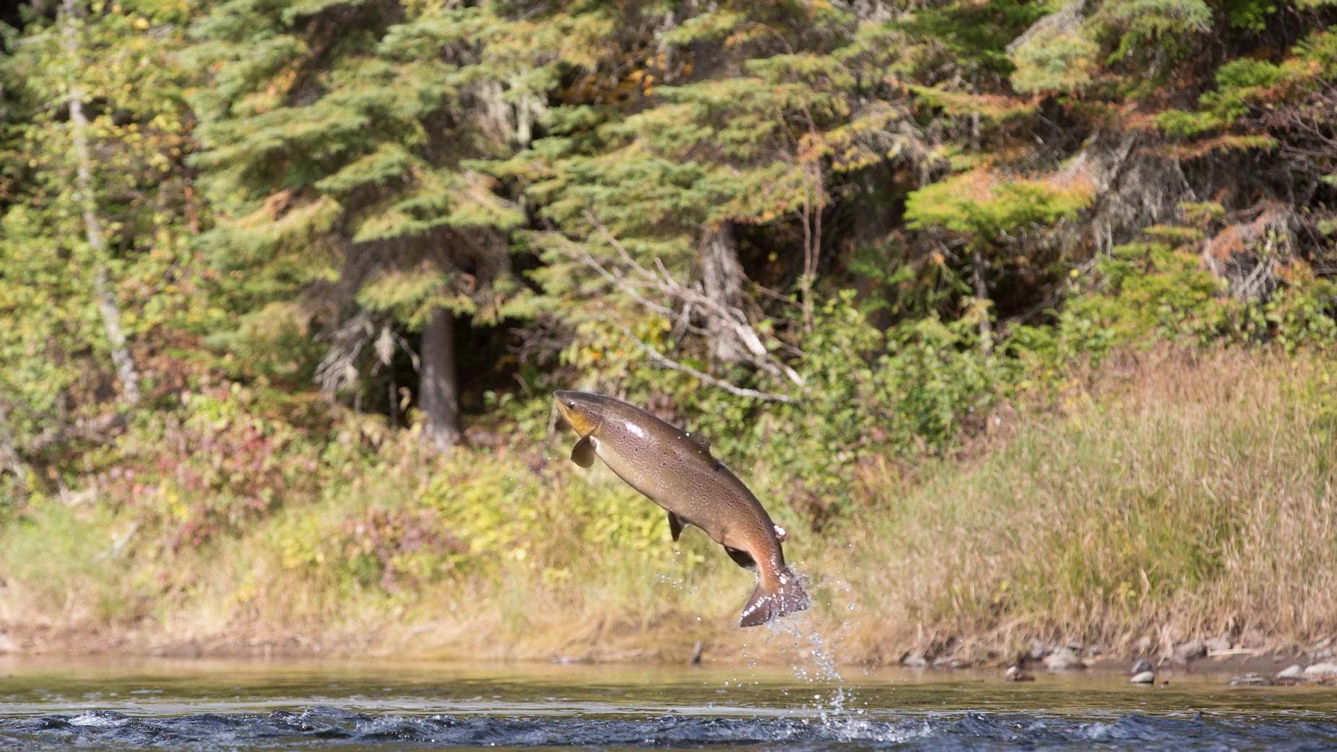 To land Atlantic salmon on the fly, you need timing, luck, sage advice—and  maybe some divine intervention • Outdoor Canada