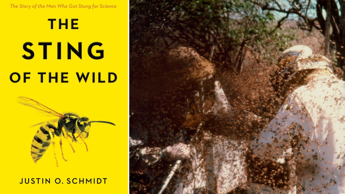 This Scientist Rates the Pain of Insect Stings鈥擴sing Personal Experience