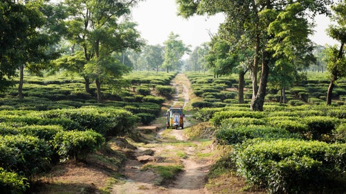 The first tea plantation we saw near Assam. We couldn’t resist and left the main road to travel a bit in the middle of it. Workers in the plantation cut the topmost leaves to sell. They earn around $1 a day.