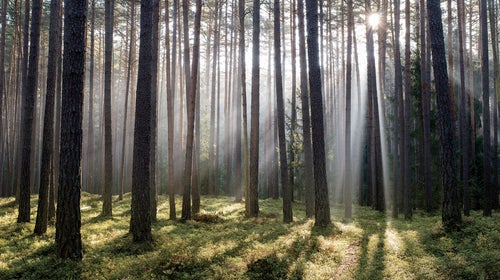 For the metaphor to work, the MOC (magnificent outdoor cathedral) must be empty of human beings, except of course for the observer.