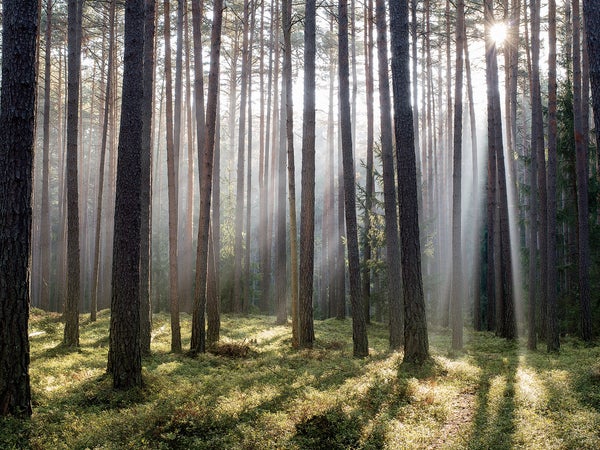 For the metaphor to work, the MOC (magnificent outdoor cathedral) must be empty of human beings, except of course for the observer.