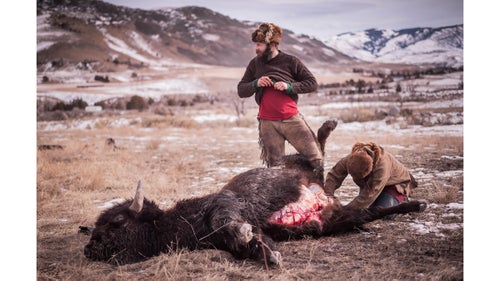 Alex and Katie assist a Native American hunter with the processing of a buffalo in the field. Buffalo Bridge members are meticulous in the way they field dress an animal. While the majority of the bison, like the one pictured here, goes home with the Native American hunters, many parts can still be boiled down or picked apart to find edible meat.