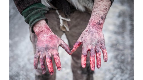 The hunt is monitored closely by tribal and state officials. In many cases, Buffalo Bridge members simply offer to help the hunters field dress the animals鈥攁 massive and laborious task鈥攁nd ask for nothing in return.