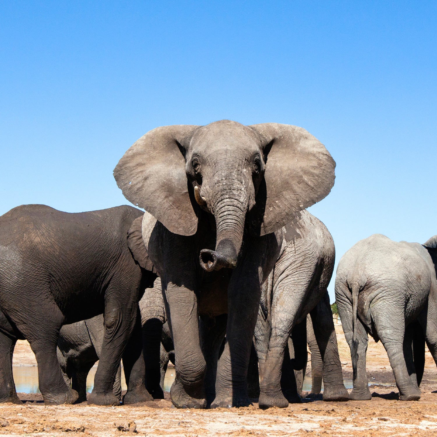 Elephants transported overseas undergo complicated, life-threatening journeys.