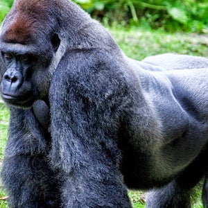 Harambe was a western lowland gorilla who was shot by the Cincinnati Zoo this past weekend after a four-year old boy managed to get into his enclosure.
