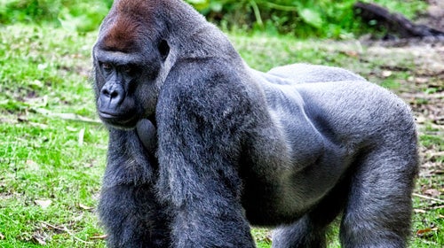 Harambe was a western lowland gorilla who was shot by the Cincinnati Zoo this past weekend after a four-year old boy managed to get into his enclosure.