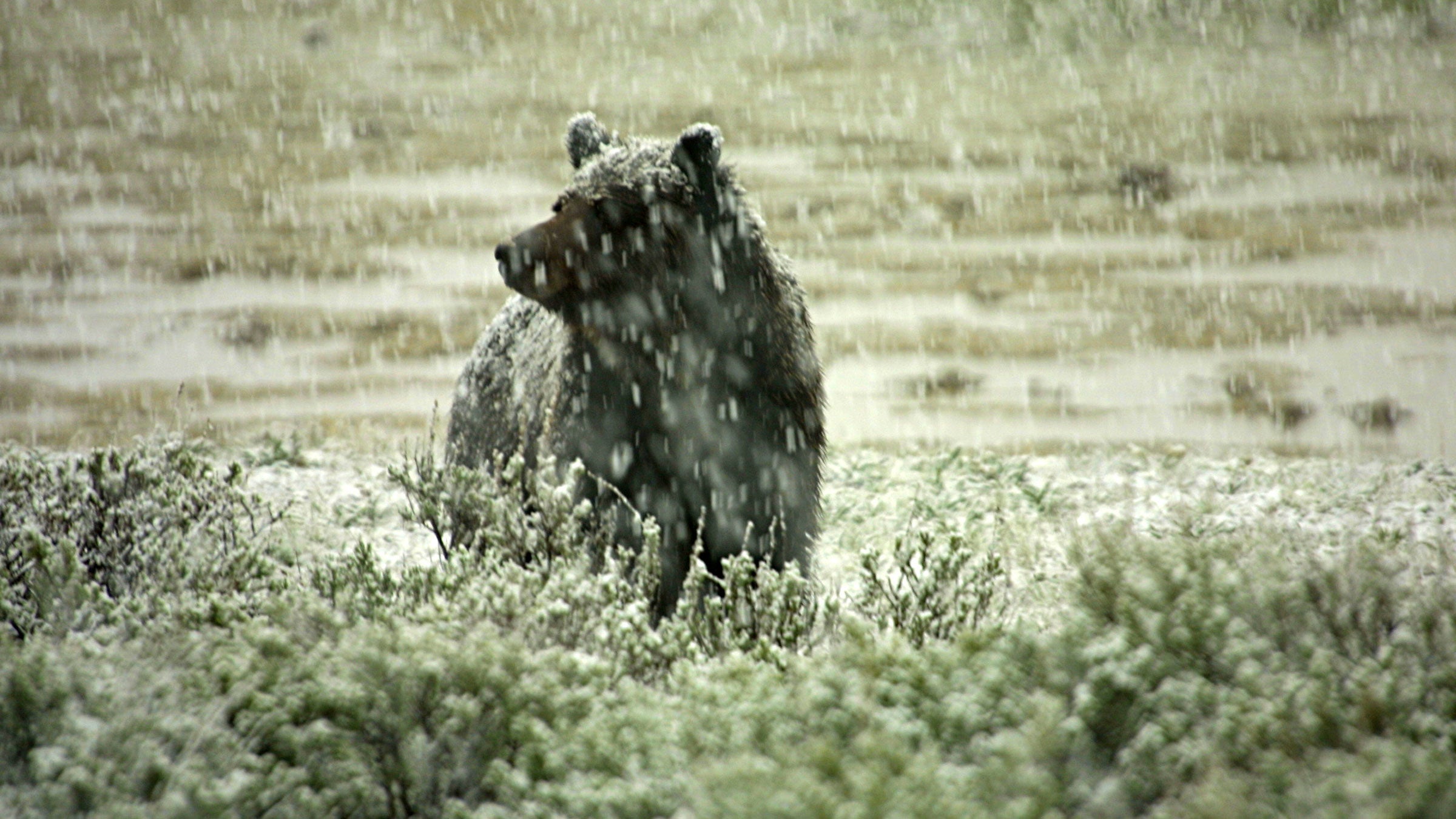 Did we delist the grizz too soon?