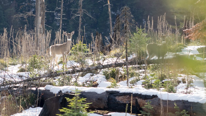 Hunting helps Idaho manage its large population of whitetail deer, keeping the species within the carrying capacity of the state's environment. It also pays for conservation and management efforts both here, and throughout the country. Hunting is, by far, the single largest economic contributor to conservation there is.