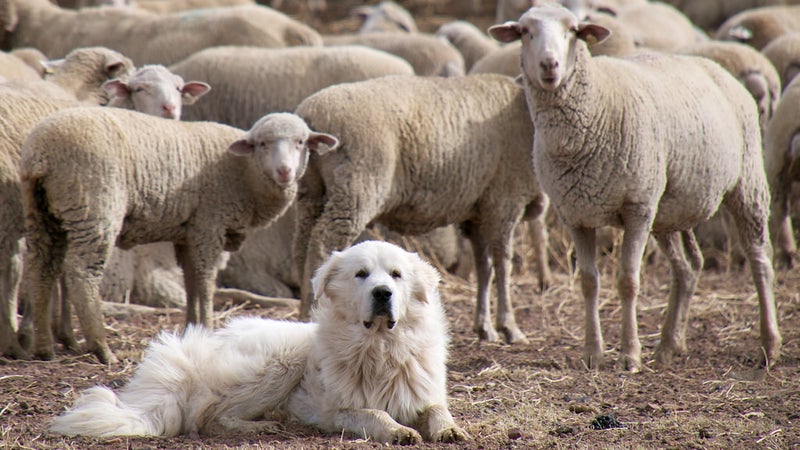 A great pyrenees sheep dog guarding its flock. If bear conservation efforts continue, these dogs should again be performing the role for which they were bred.