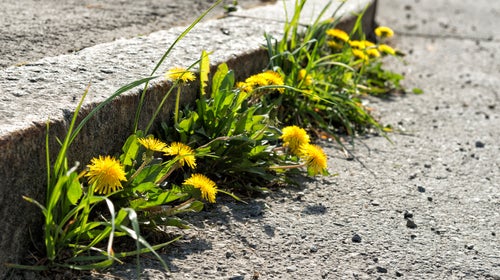 Food is everywhere—if you have the time to forage, wash, and cook it well.