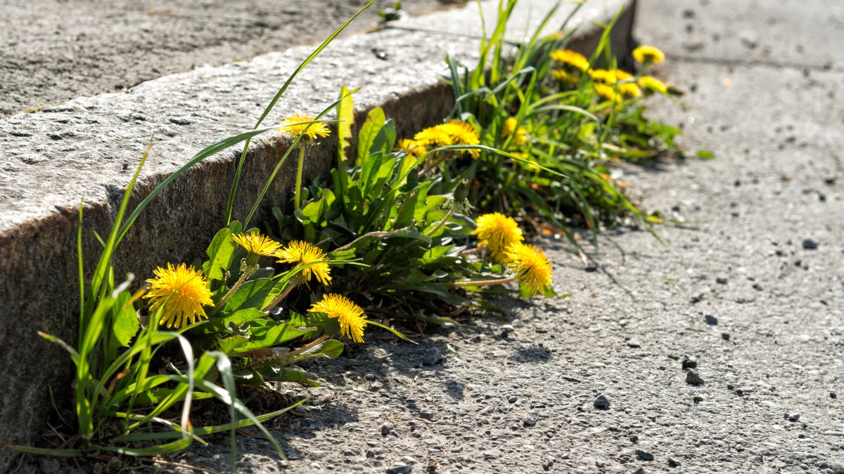 The Untapped Promise of Foraging in the City 