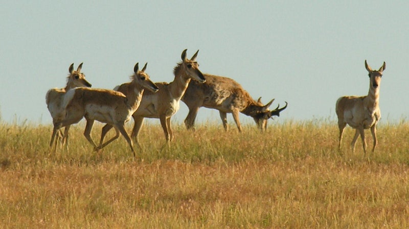 Hunting serves both as a management tool, and a source of funding for habitat, management, law enforcement, and other conservation efforts.