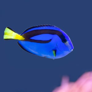 Demand for clownfish spiked in the wake of Finding Nemo. Will the same happen to the dory?