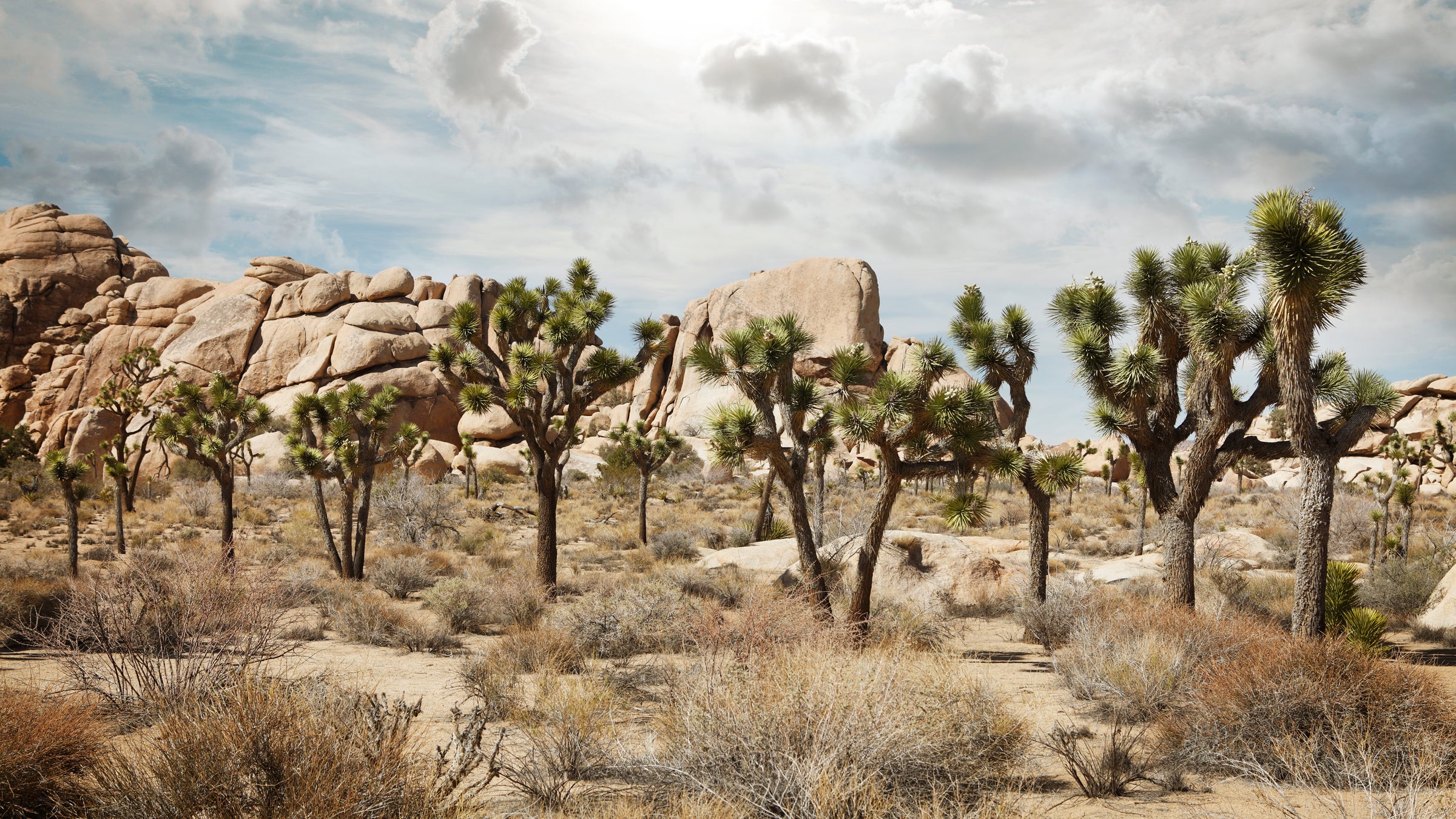 The Joshua Tree may become the first species to be designated endangered as a direct result of climate change. 
