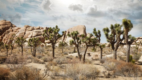 The Joshua Tree may become the first species to be designated endangered as a direct result of climate change.