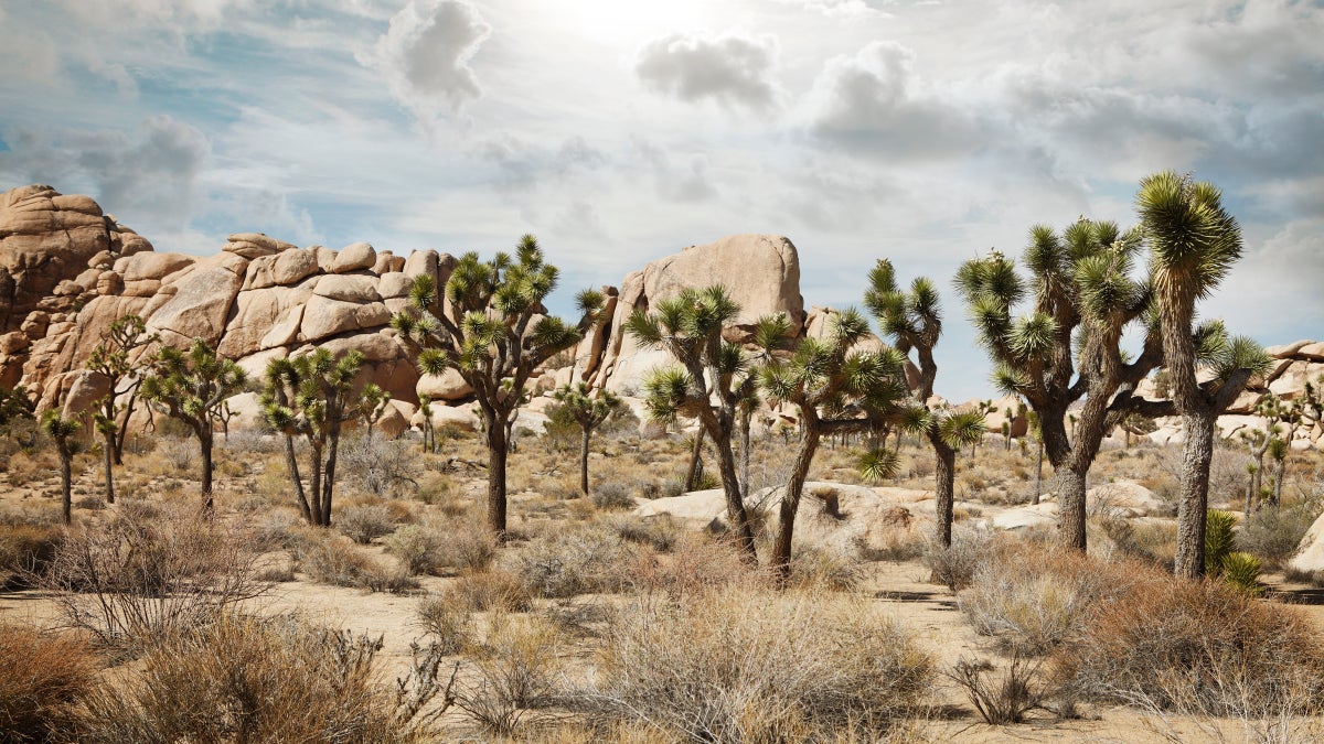 The Joshua Tree May Force Us to Address Climate Change