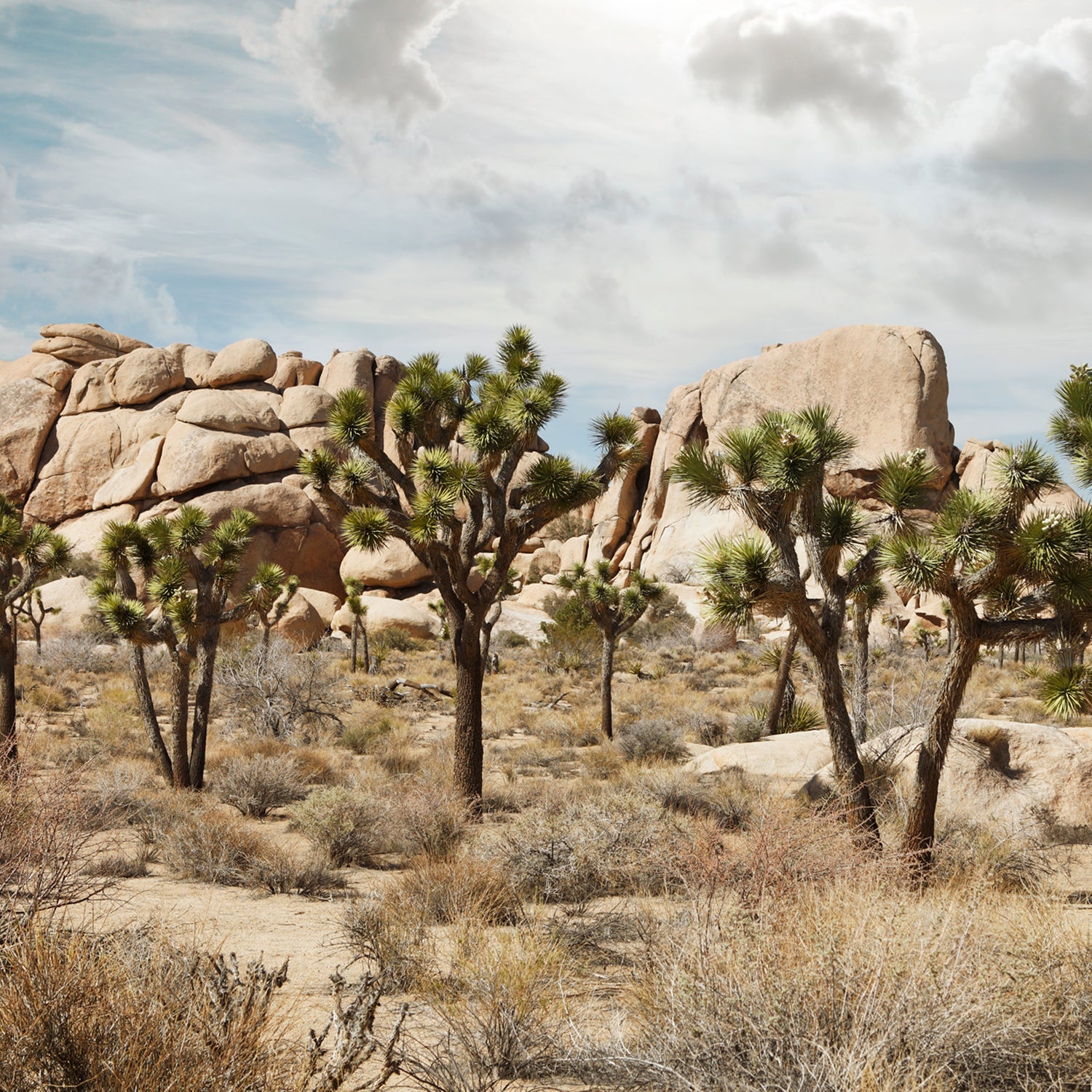 The Joshua Tree may become the first species to be designated endangered as a direct result of climate change.