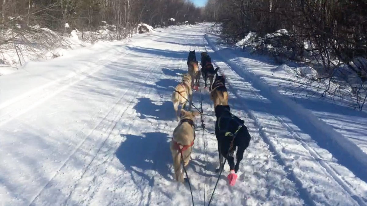 Watch These Sled Dog Athletes in Action - Outside Online