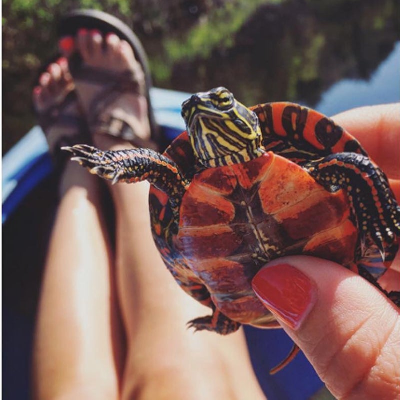 "Found this friendly, baby painted turtle basking in the sun on an old log...  #puremichigan #SummerOfChaco #turtle"