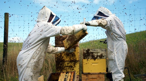 By most estimates, 40 percent of America’s honeybees die each year, three quarters of which are attributed to pesticides.