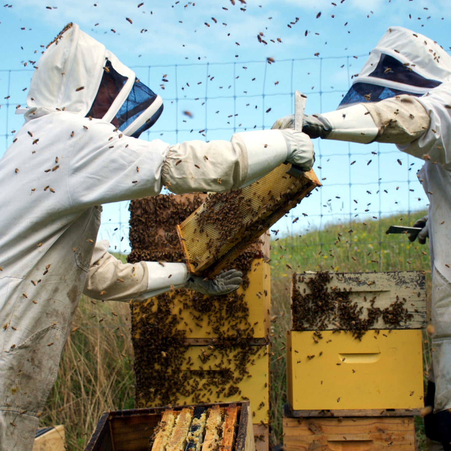 By most estimates, 40 percent of America’s honeybees die each year, three quarters of which are attributed to pesticides.