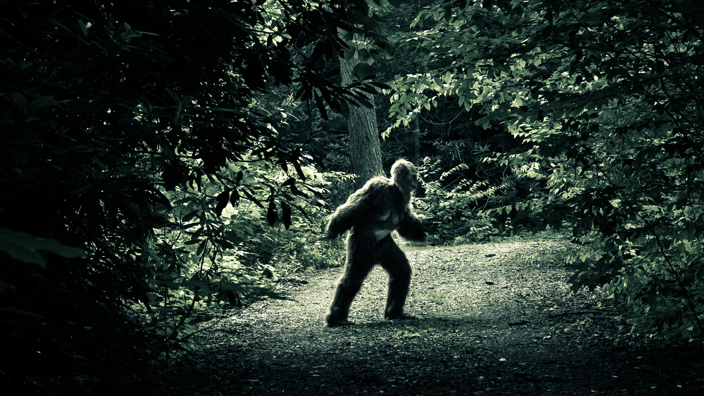 THE FIELD GUIDE TO BIGFOOT AND OTHER MYSTERY PRIMATES: Coleman