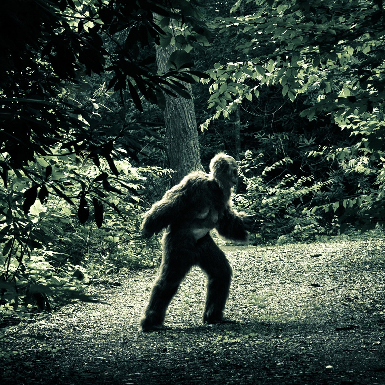 The 10 Most Convincing Bigfoot Sightings