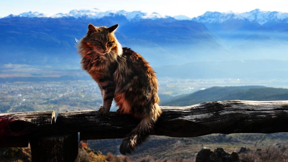 The Art of Creating an Adventure Cat