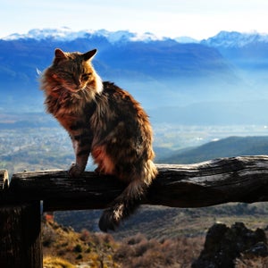 The most underrated adventure companion requires a bit more logistics than your average canine.