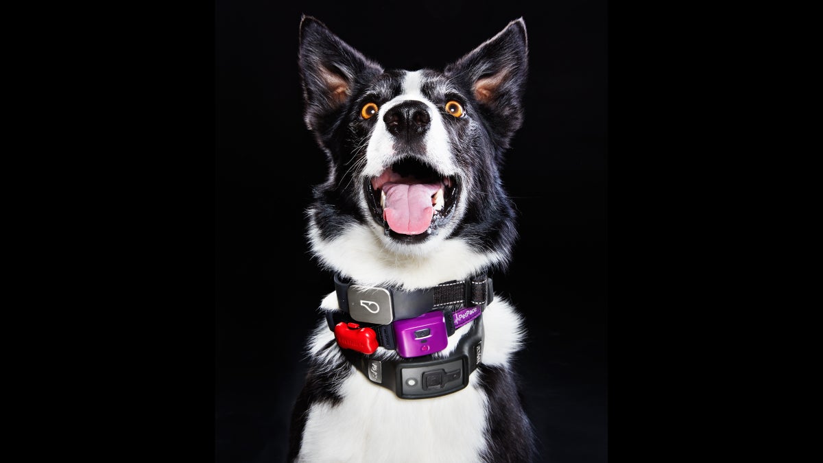 The Best Pet Fitness Trackers