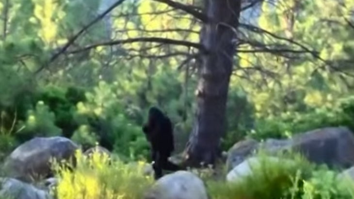 real bigfoot footage