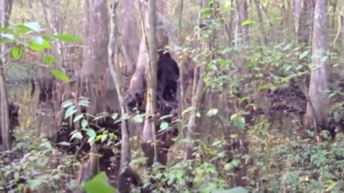 Mississippi resident Josh Highcliff captured video of this potential bigfoot while hunting on his property in 2013. Afraid to go back to the woods, he posted the footage to YouTube asking for help to identify the animal or for a prankster to come forward.