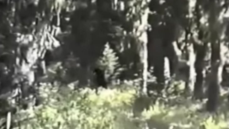 sighting of bigfoot