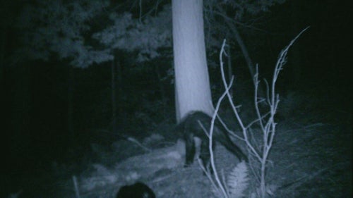 In 2007, hunter Rick Jacobs captured some of the most famous bigfoot images to date with a camera mounted to a tree in Pennsylvania’s Allegheny National Forest. His camera also captured clear photos of bear cubs, offering evidence that the unidentified animal was not ursine. But skeptics believe the animal is just a bear sick with mange.