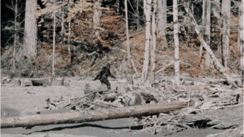 Famous Bigfoot picture walking in the forest